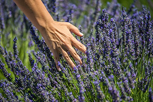US Organic 100% Pure Lavender Essential Oil, Directly sourced from Bulgaria, USDA Certified Organic, Undiluted, for Diffuser, Humidifier, Massage, Skin, Hair Care, Non GMO, 15 ml 2 Pack