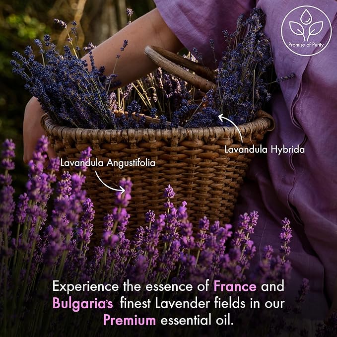 Majestic Pure Lavender Essential Oil with Glass Dropper - 2 Fl Oz - 100% Pure and Natural Lavender Oil - Premium Grade Essential Oils for Diffuser, Aromatherapy, Soap and Candle Making